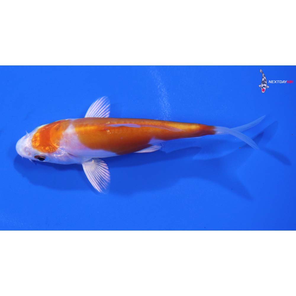 3.5” Imported Kikusui