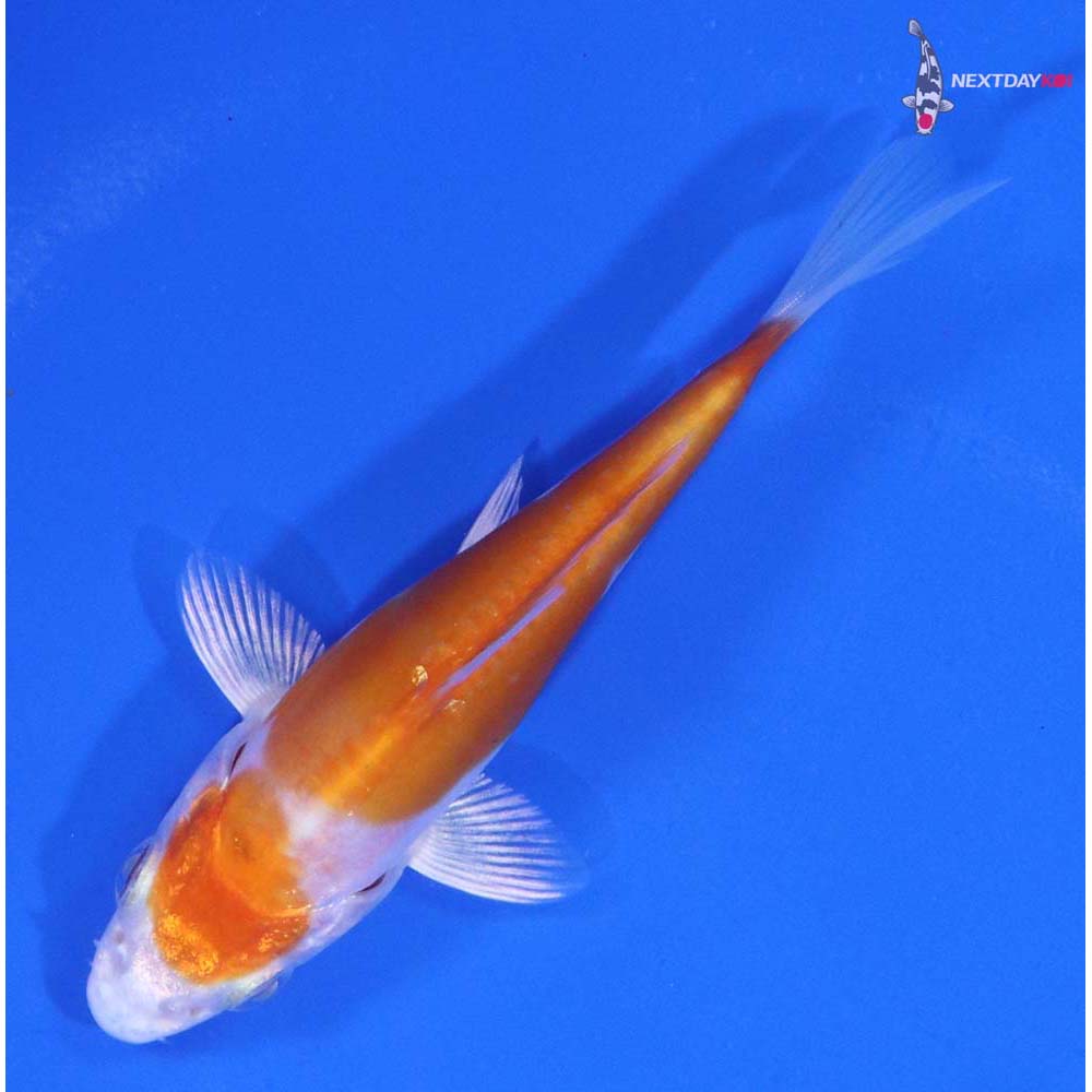 3.5” Imported Kikusui