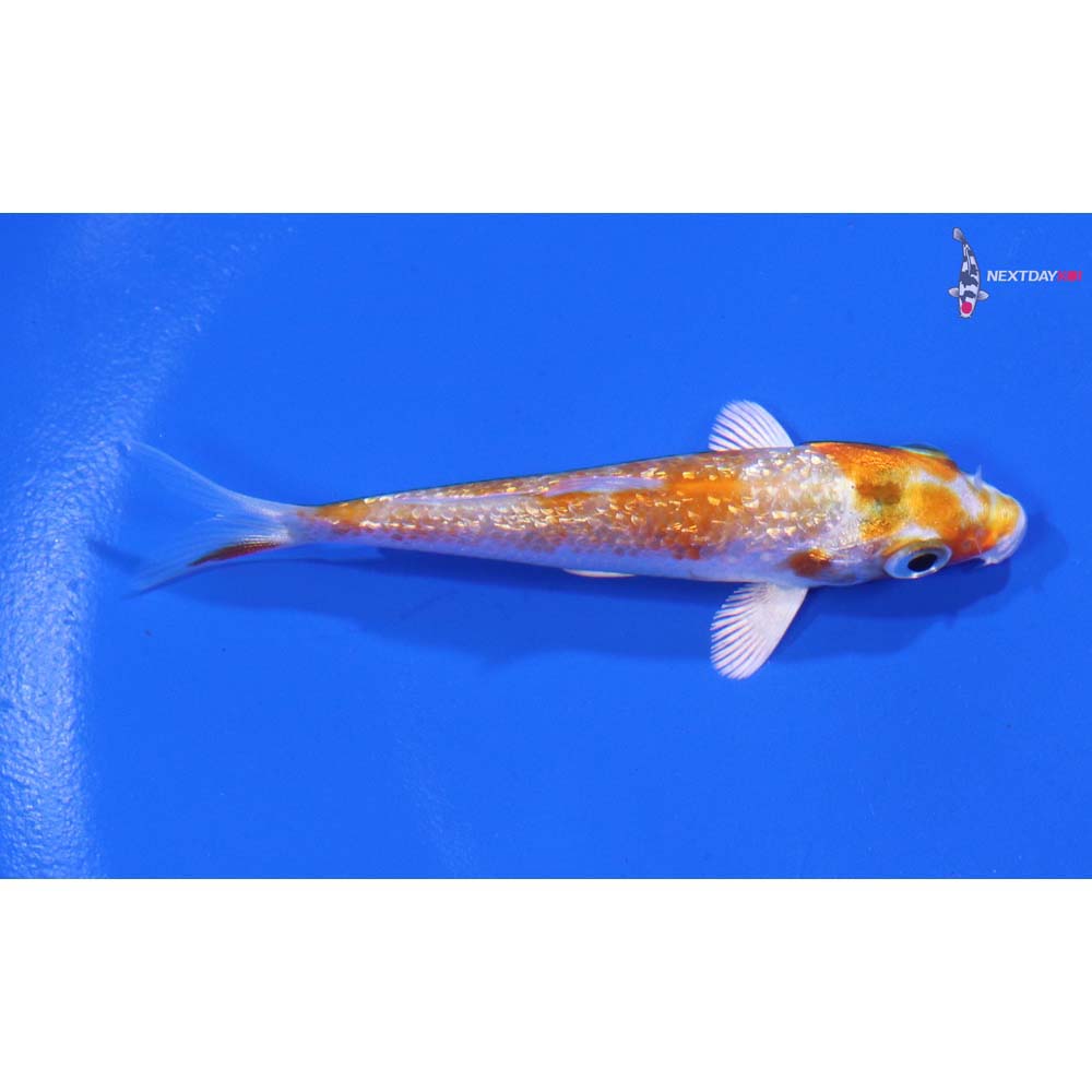 3” Imported Gin Rin Hariwake