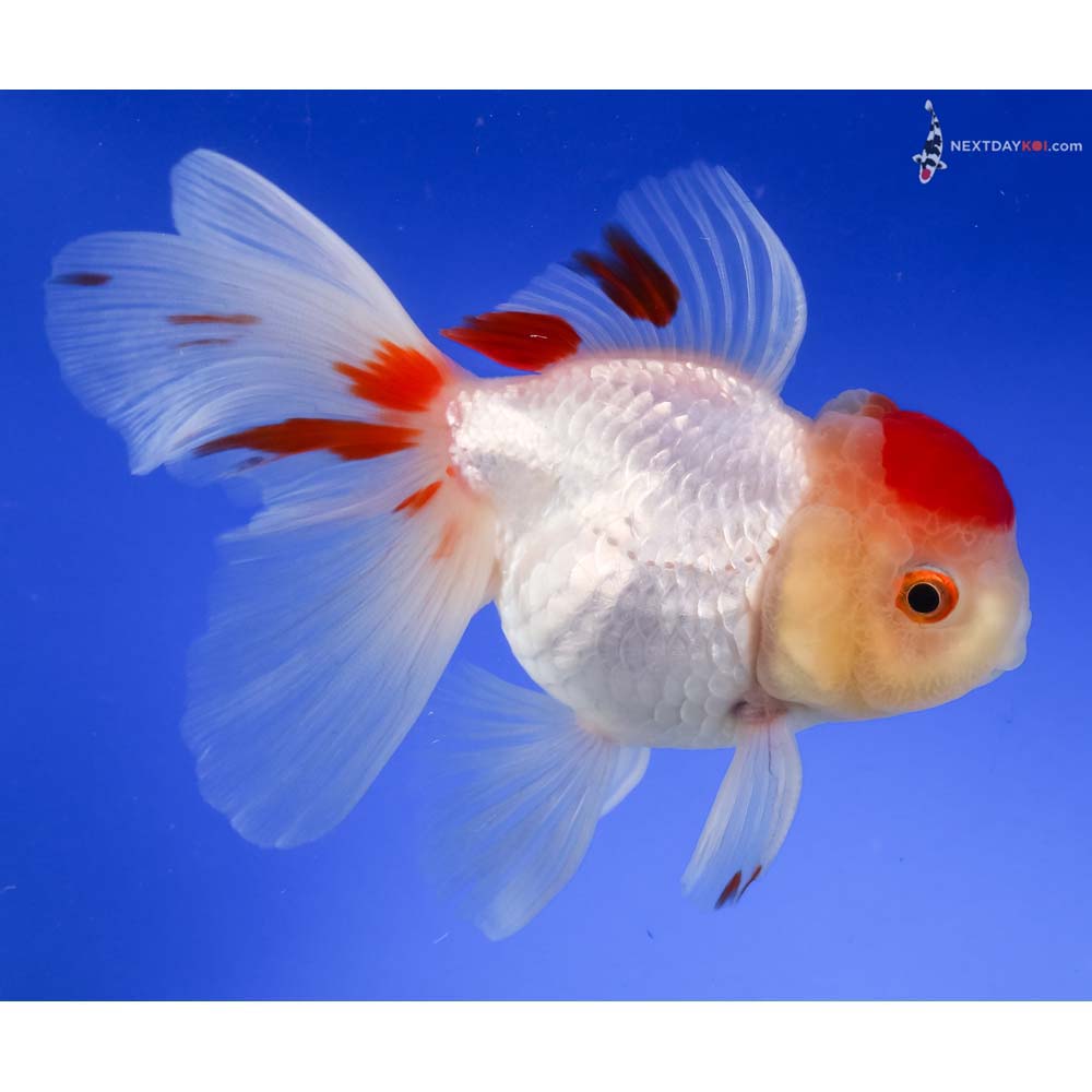 5” Imported Redcap Oranda