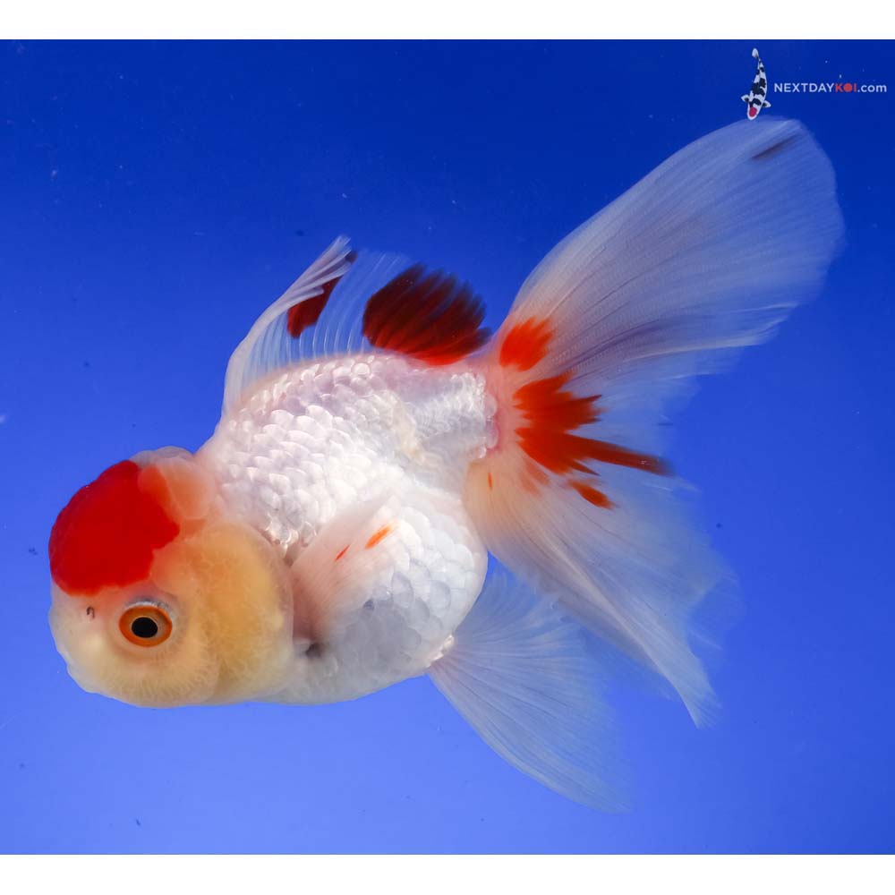 5” Imported Redcap Oranda