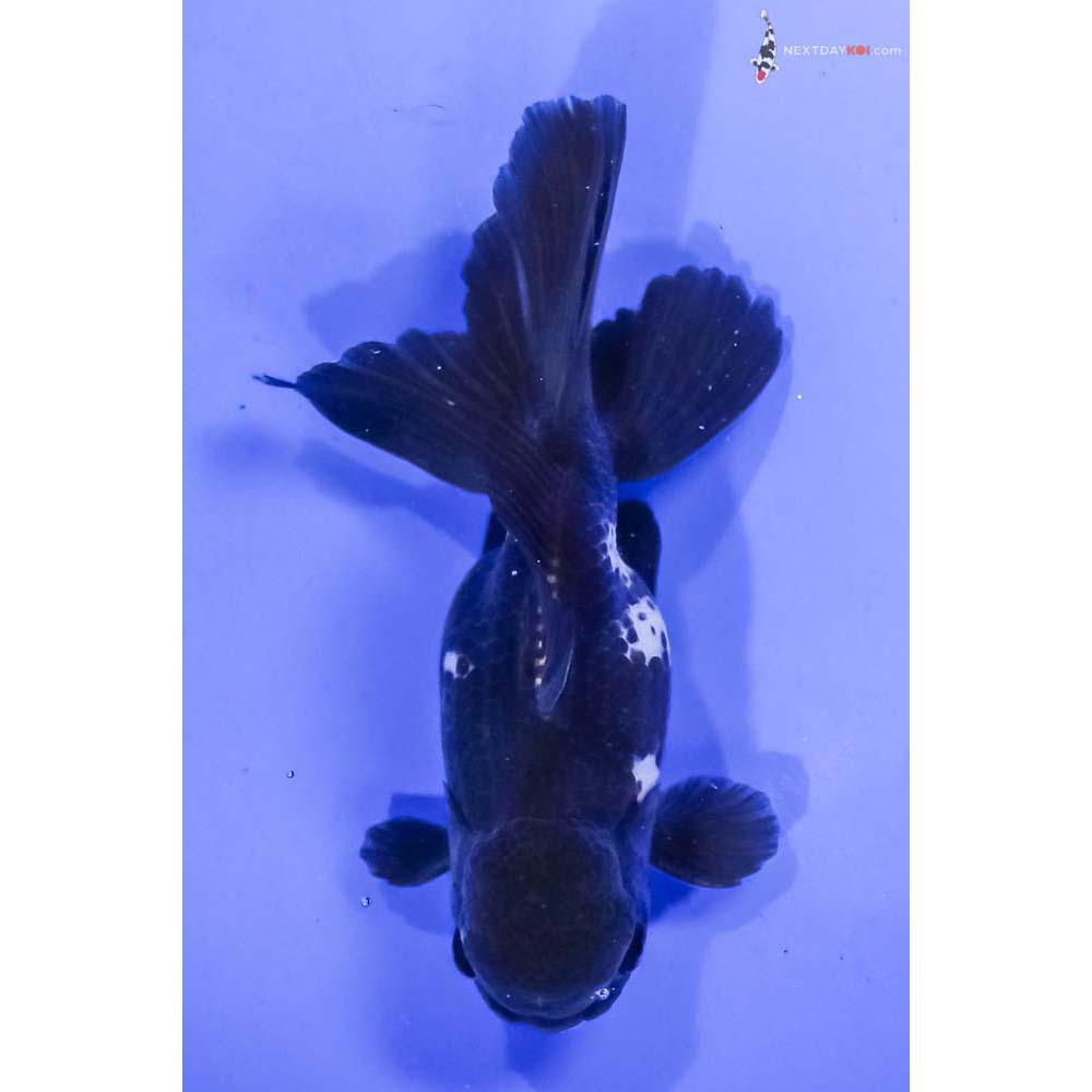 5” Imported Tri Color Panda Oranda