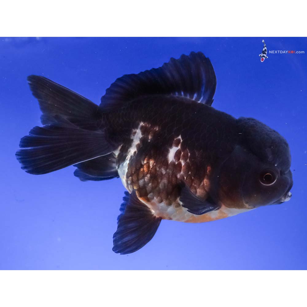 5” Imported Tri Color Panda Oranda