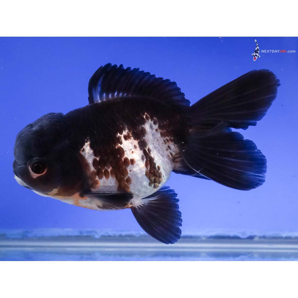 5” Imported Tri Color Panda Oranda