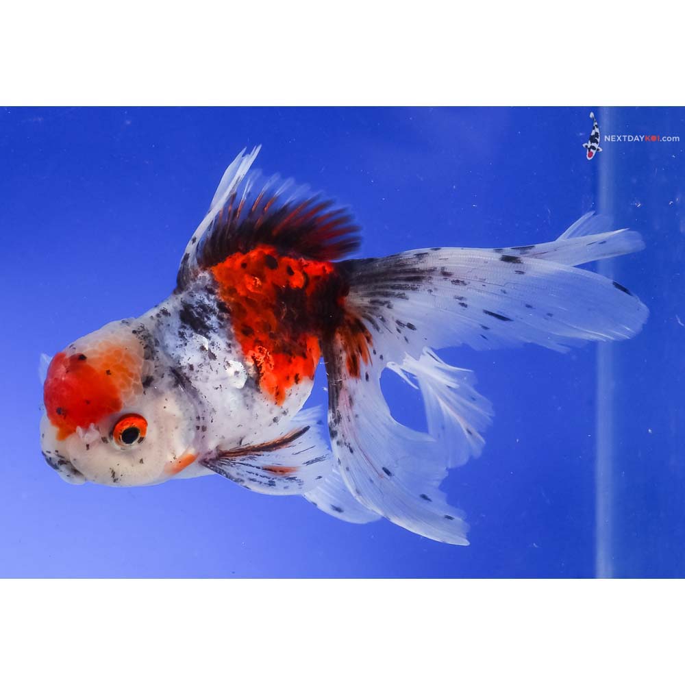 5.5” Imported Calico Oranda