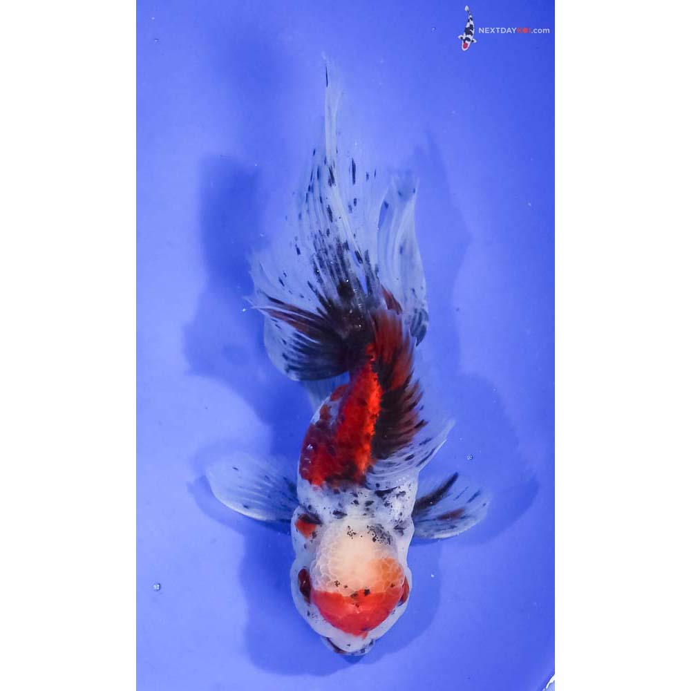 5.5” Imported Calico Oranda