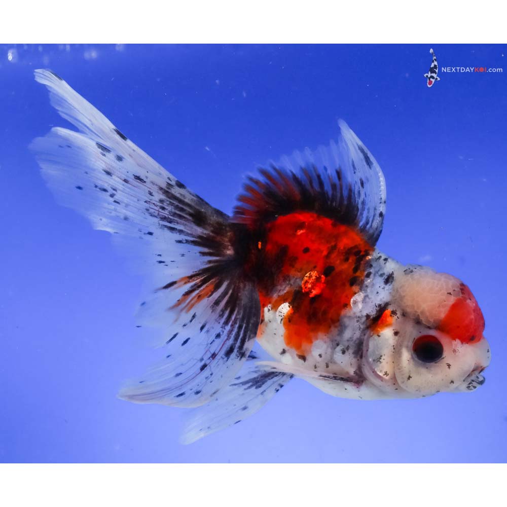 5.5” Imported Calico Oranda