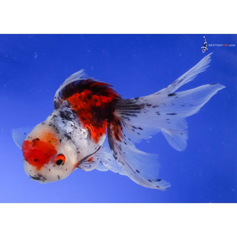 5.5” Imported Calico Oranda
