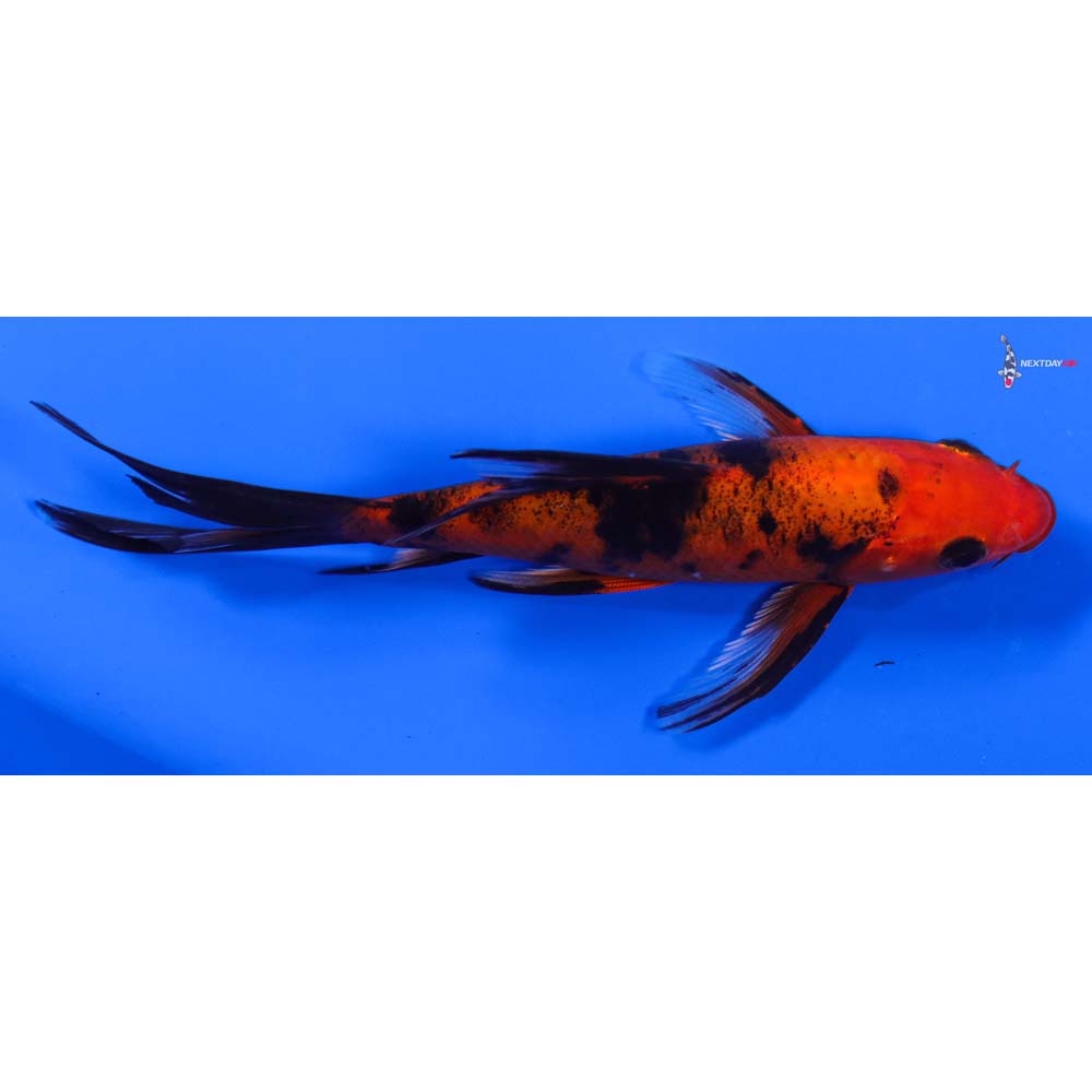 6” Imported Aka Bekko Butterfly Koi
