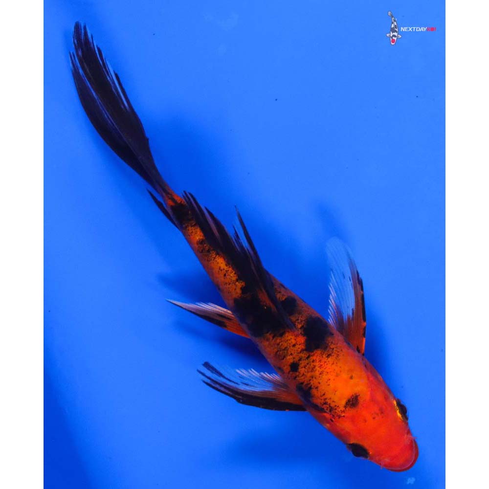 6” Imported Aka Bekko Butterfly Koi