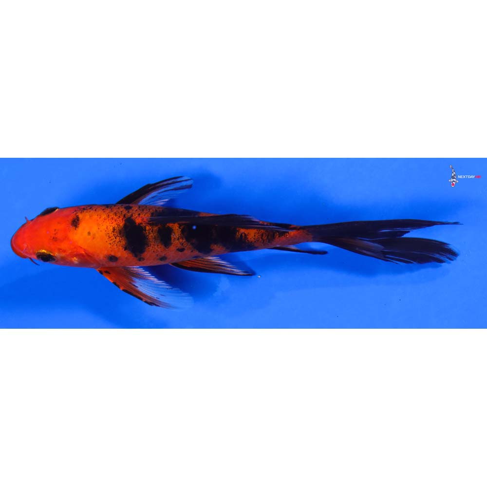 6” Imported Aka Bekko Butterfly Koi