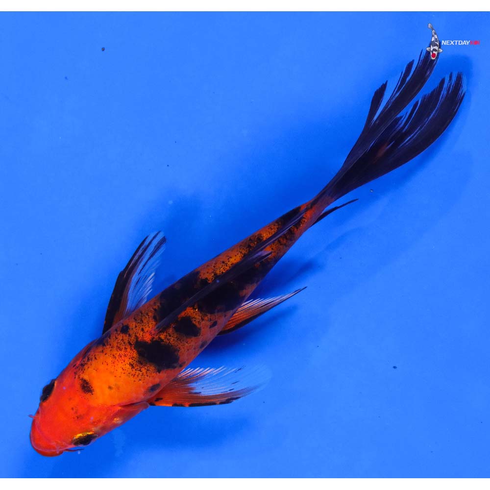 6” Imported Aka Bekko Butterfly Koi