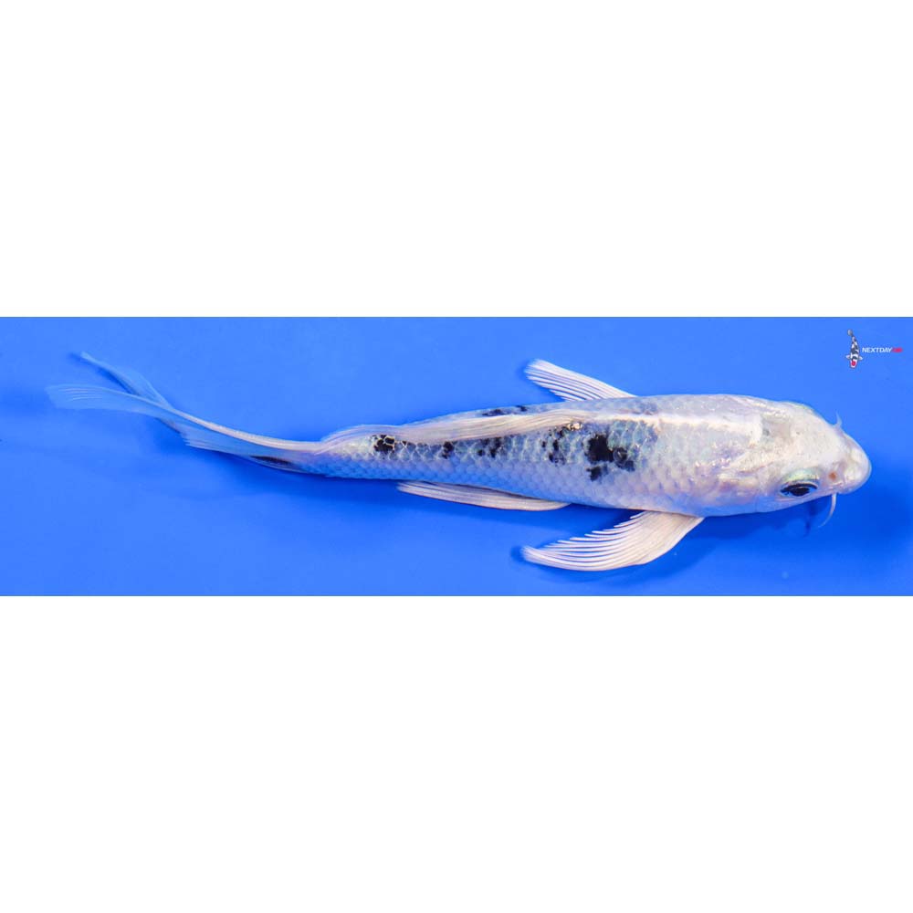 6” Imported Gin Shiro Bekko Butterfly Koi