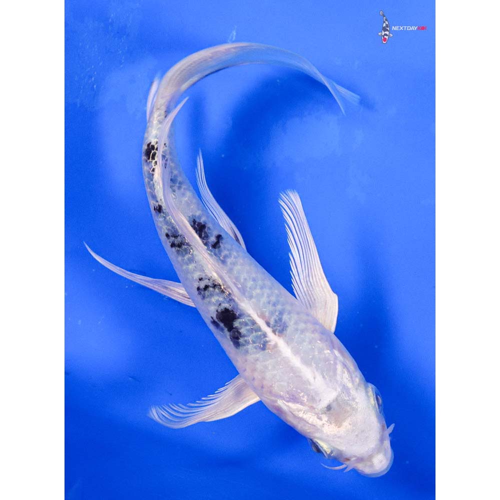 6” Imported Gin Shiro Bekko Butterfly Koi