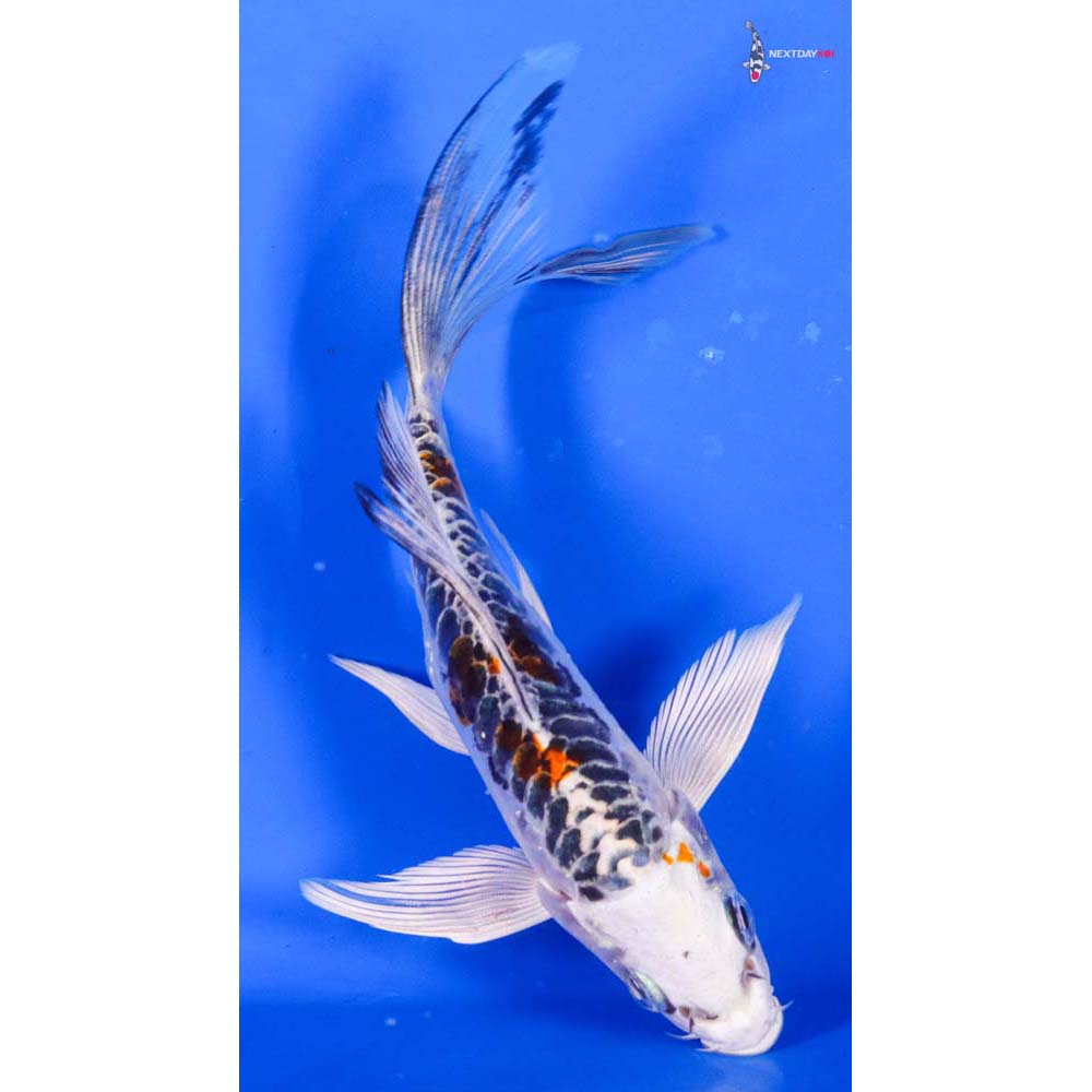 5.5” Imported Doitsu Kujaku Butterfly Koi