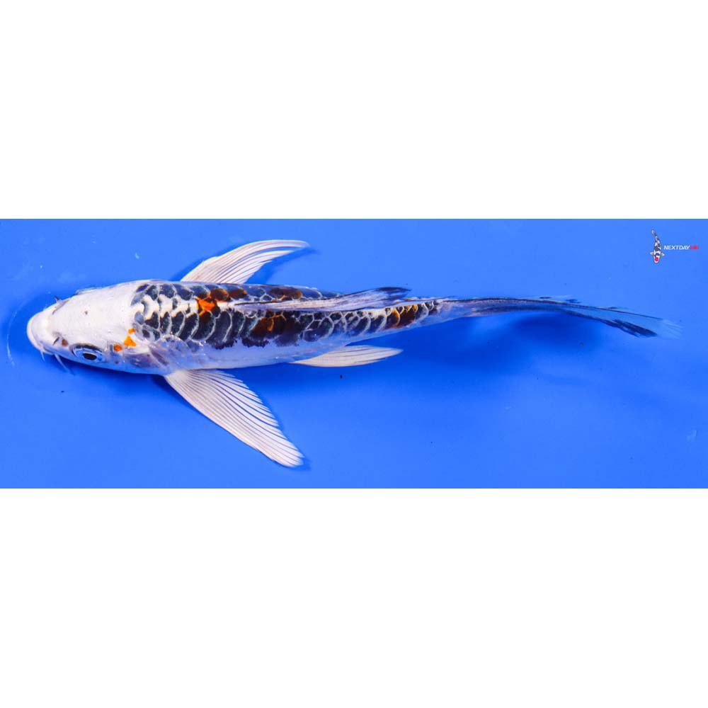 5.5” Imported Doitsu Kujaku Butterfly Koi