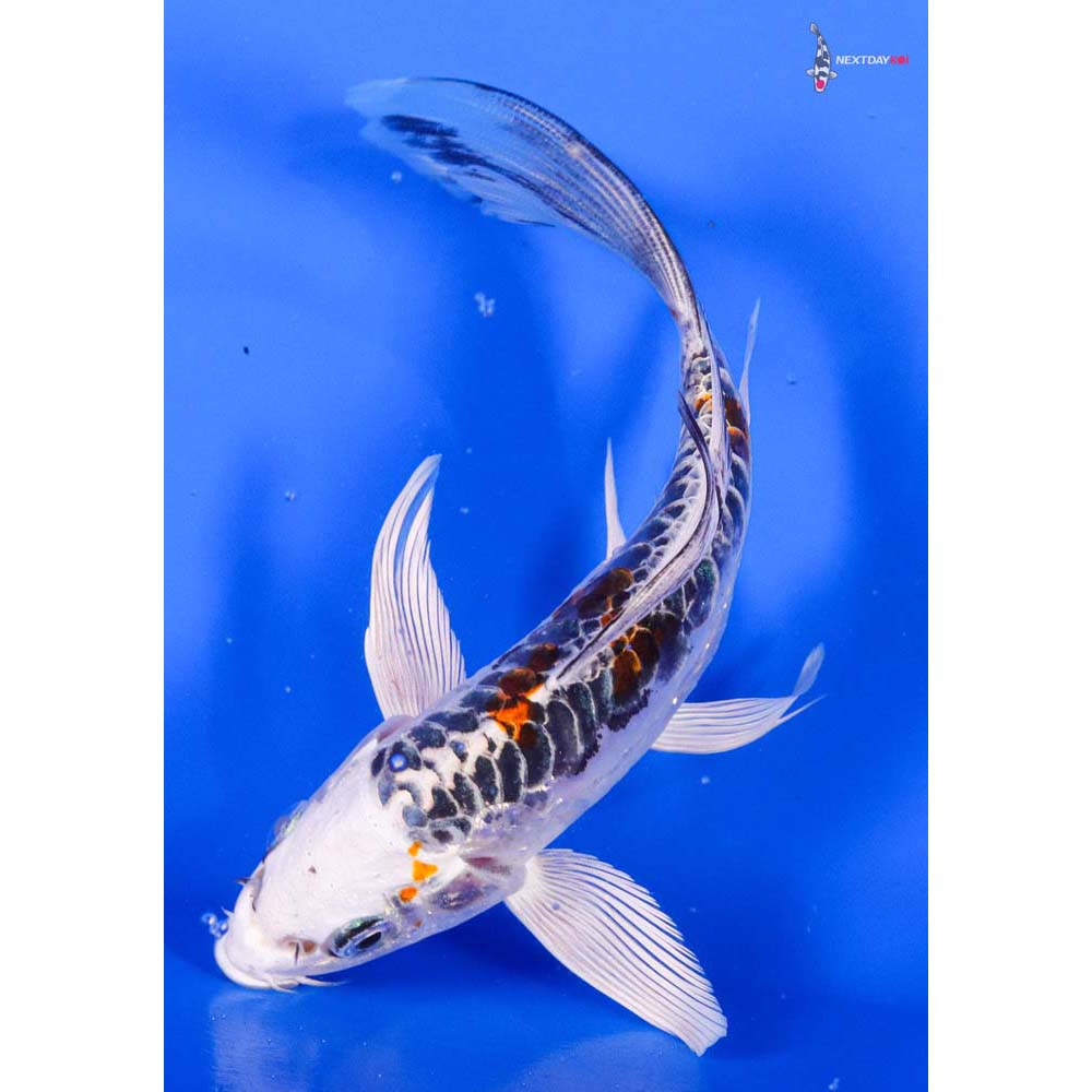 5.5” Imported Doitsu Kujaku Butterfly Koi