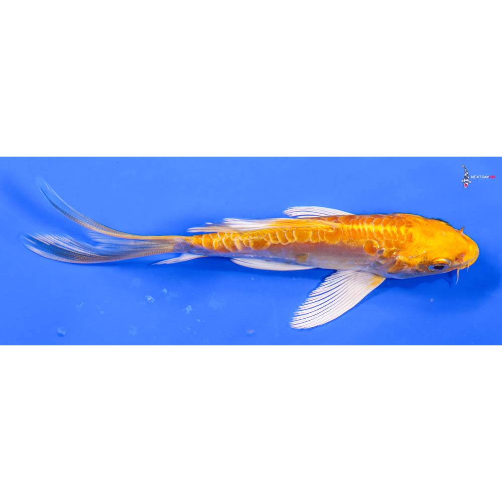 6” Imported Doitsu Yamabuki Ogon Butterfly Koi