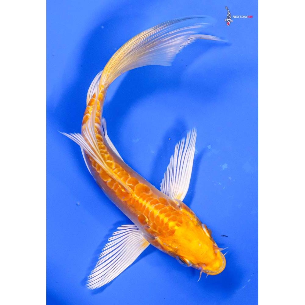 6” Imported Doitsu Yamabuki Ogon Butterfly Koi