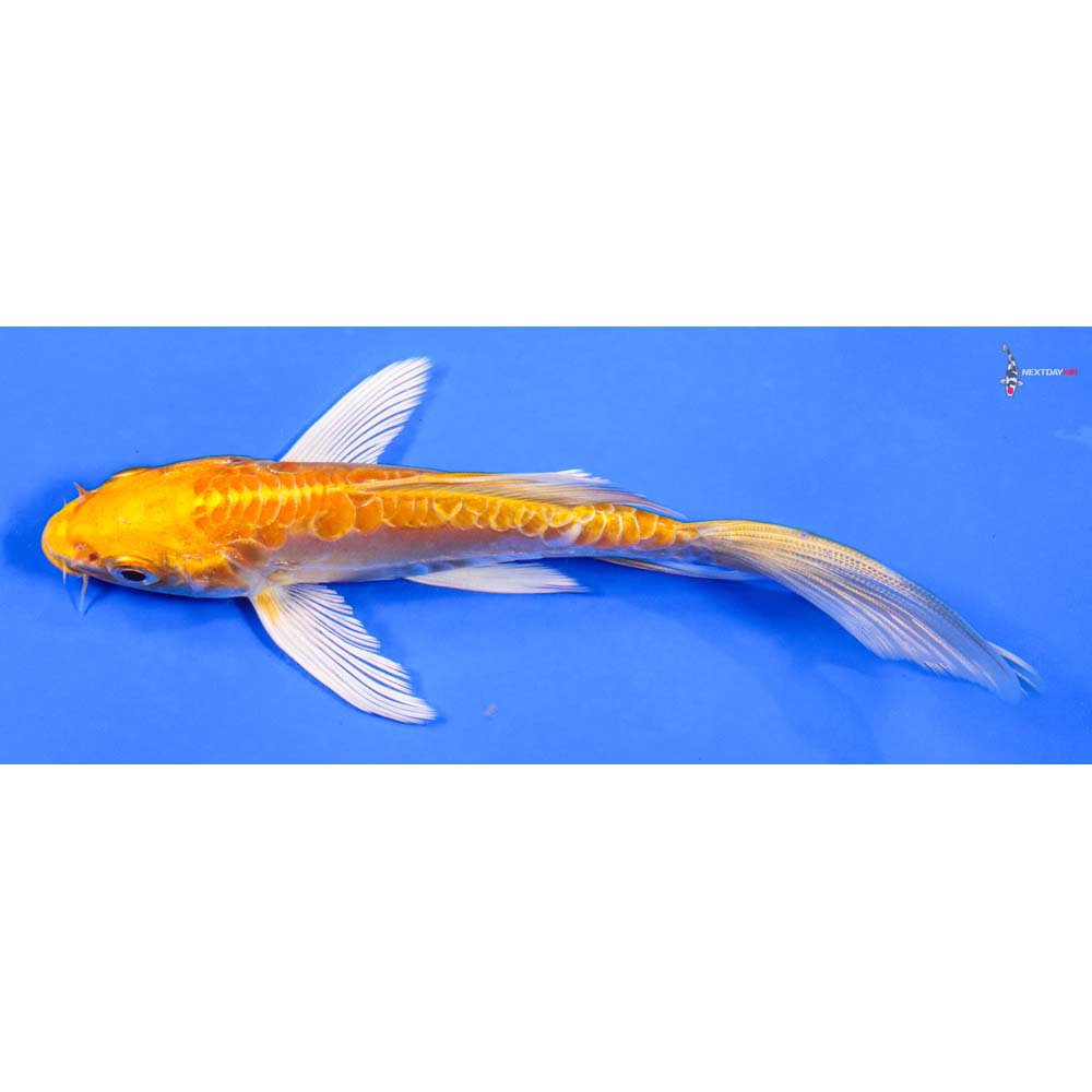 6” Imported Doitsu Yamabuki Ogon Butterfly Koi