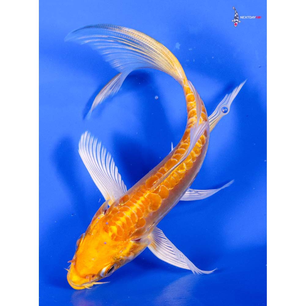 6” Imported Doitsu Yamabuki Ogon Butterfly Koi