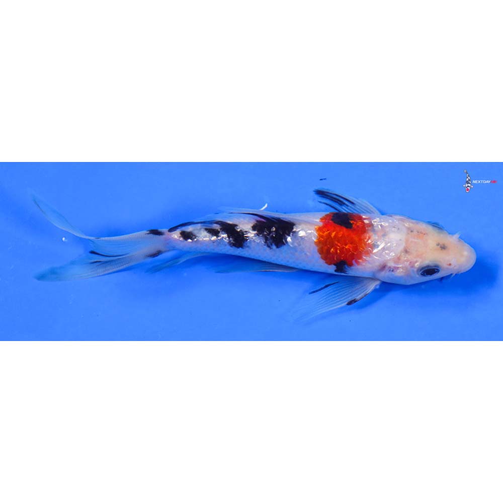 6” Imported Gin Rin Sanke Butterfly Koi