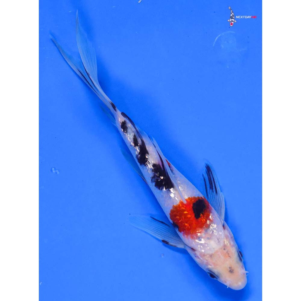 6” Imported Gin Rin Sanke Butterfly Koi