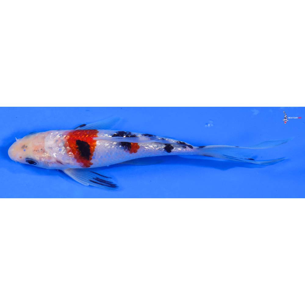 6” Imported Gin Rin Sanke Butterfly Koi