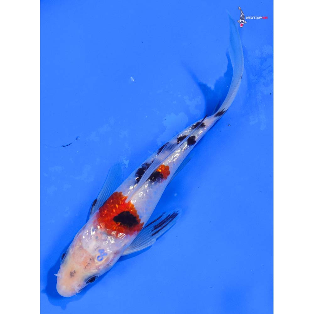 6” Imported Gin Rin Sanke Butterfly Koi
