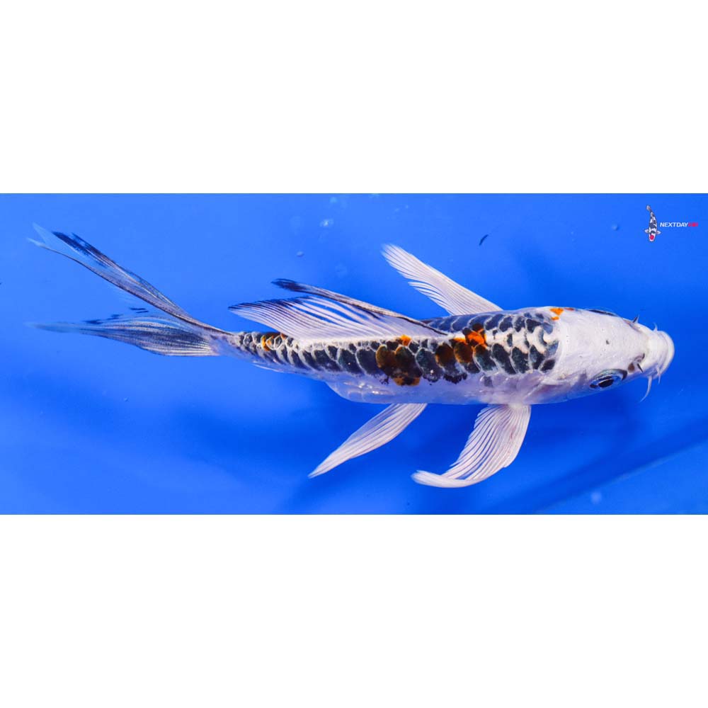 5.5” Imported Doitsu Kujaku Butterfly Koi