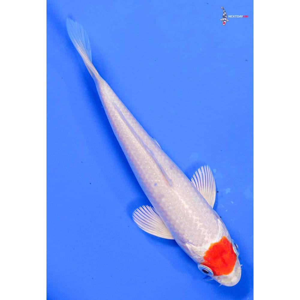 5” Imported Hariwake