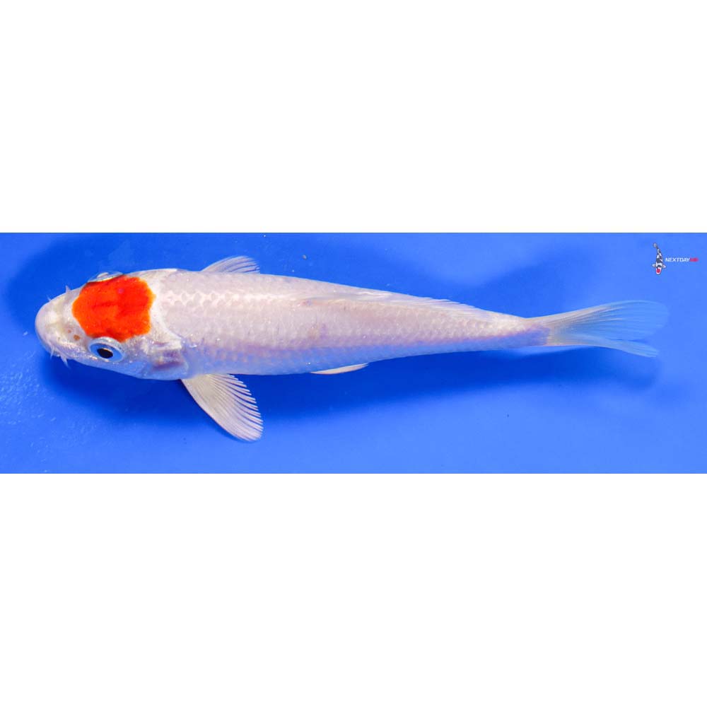 5” Imported Hariwake