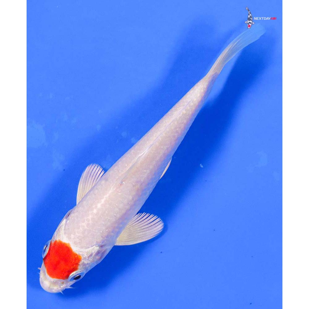 5” Imported Hariwake