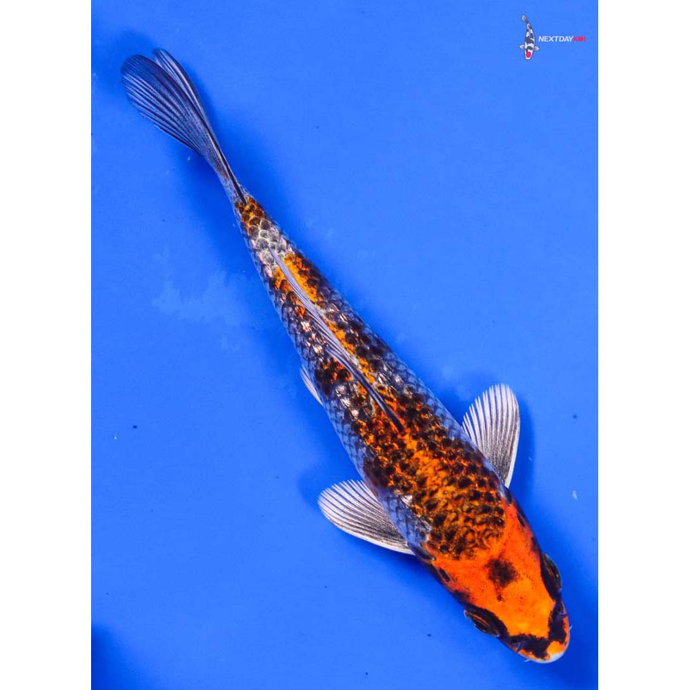 5” Imported Gin Rin Kujaku