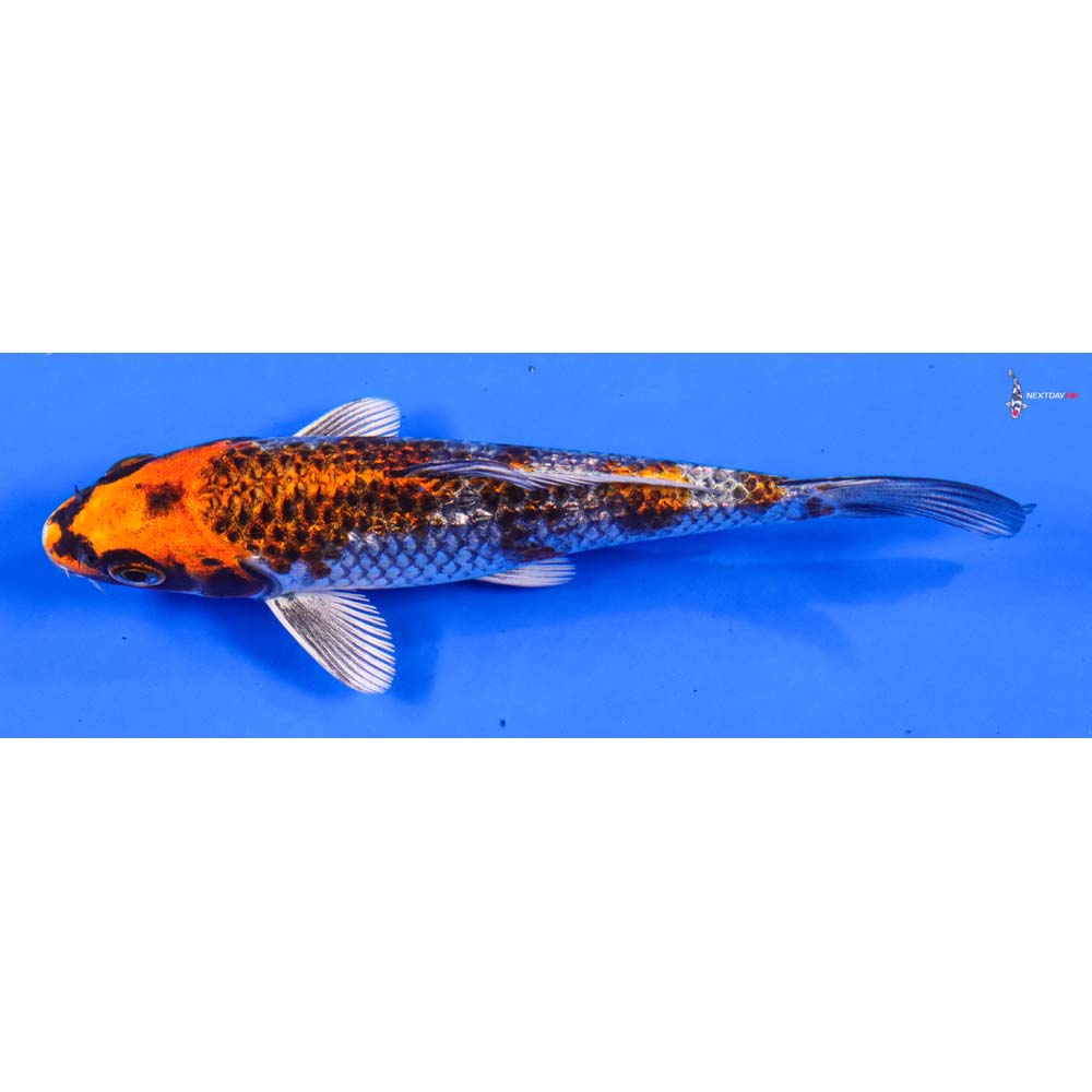 5” Imported Gin Rin Kujaku