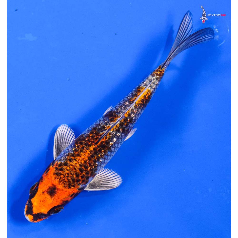 5” Imported Gin Rin Kujaku