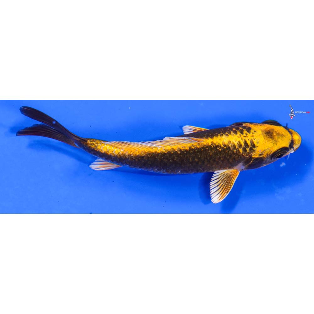 5” Imported Ki Matsuba