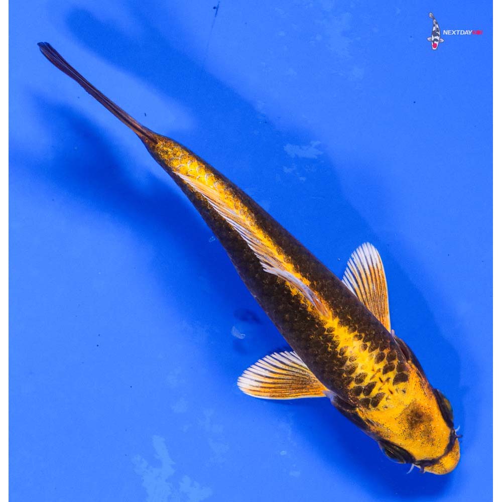 5” Imported Ki Matsuba