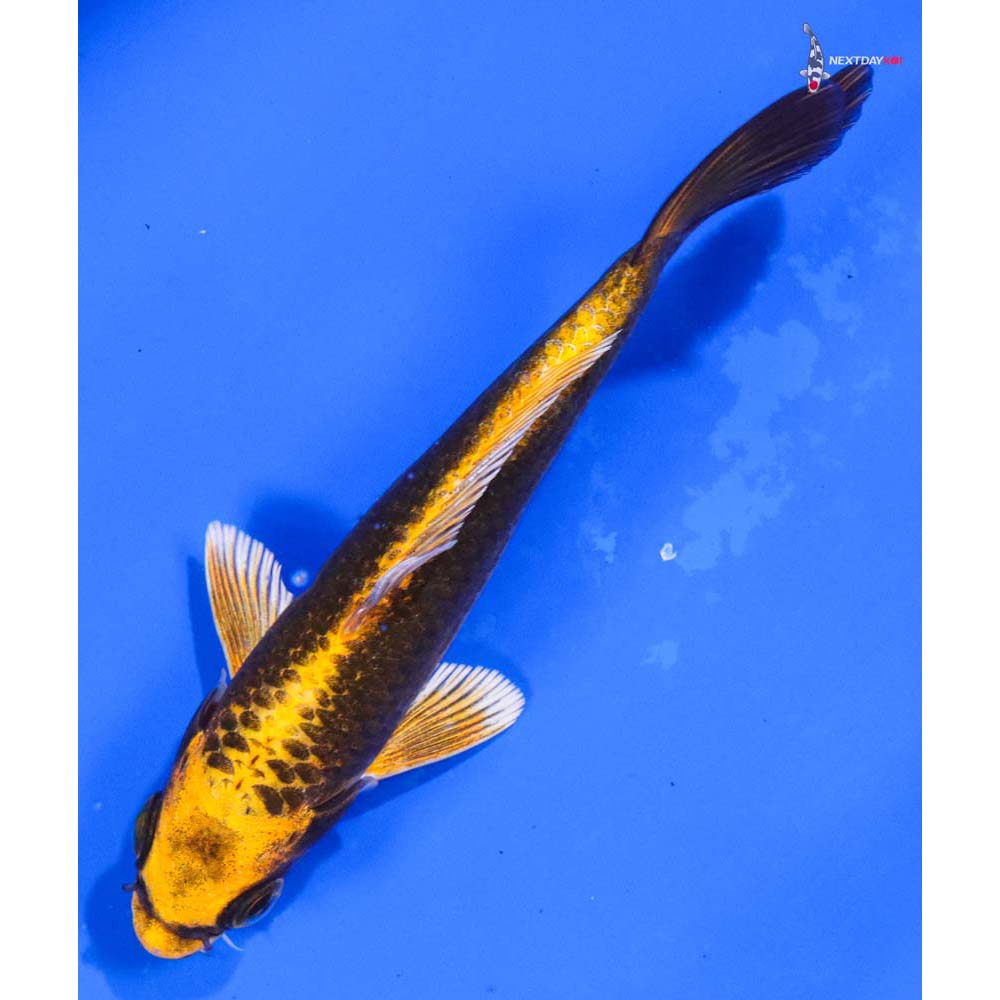 5” Imported Ki Matsuba