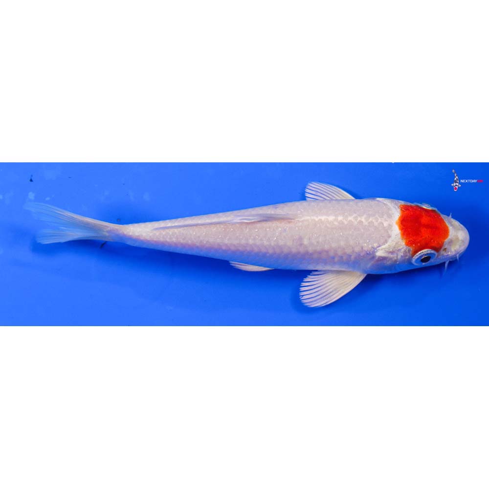 5” Imported Hariwake