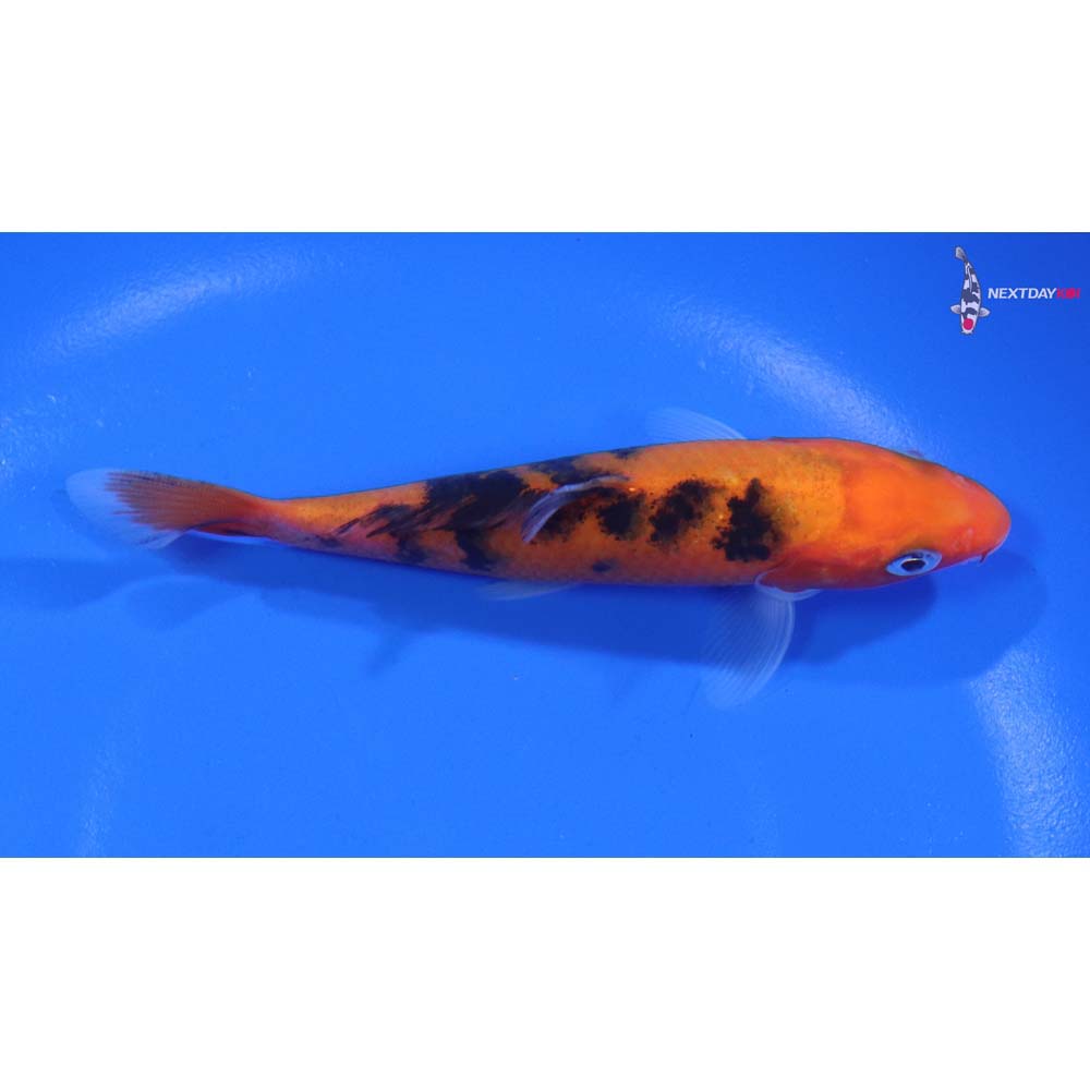 4.5” Imported Sanke