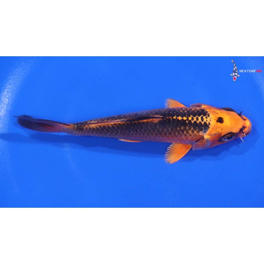 5” Imported Orenji Matsuba