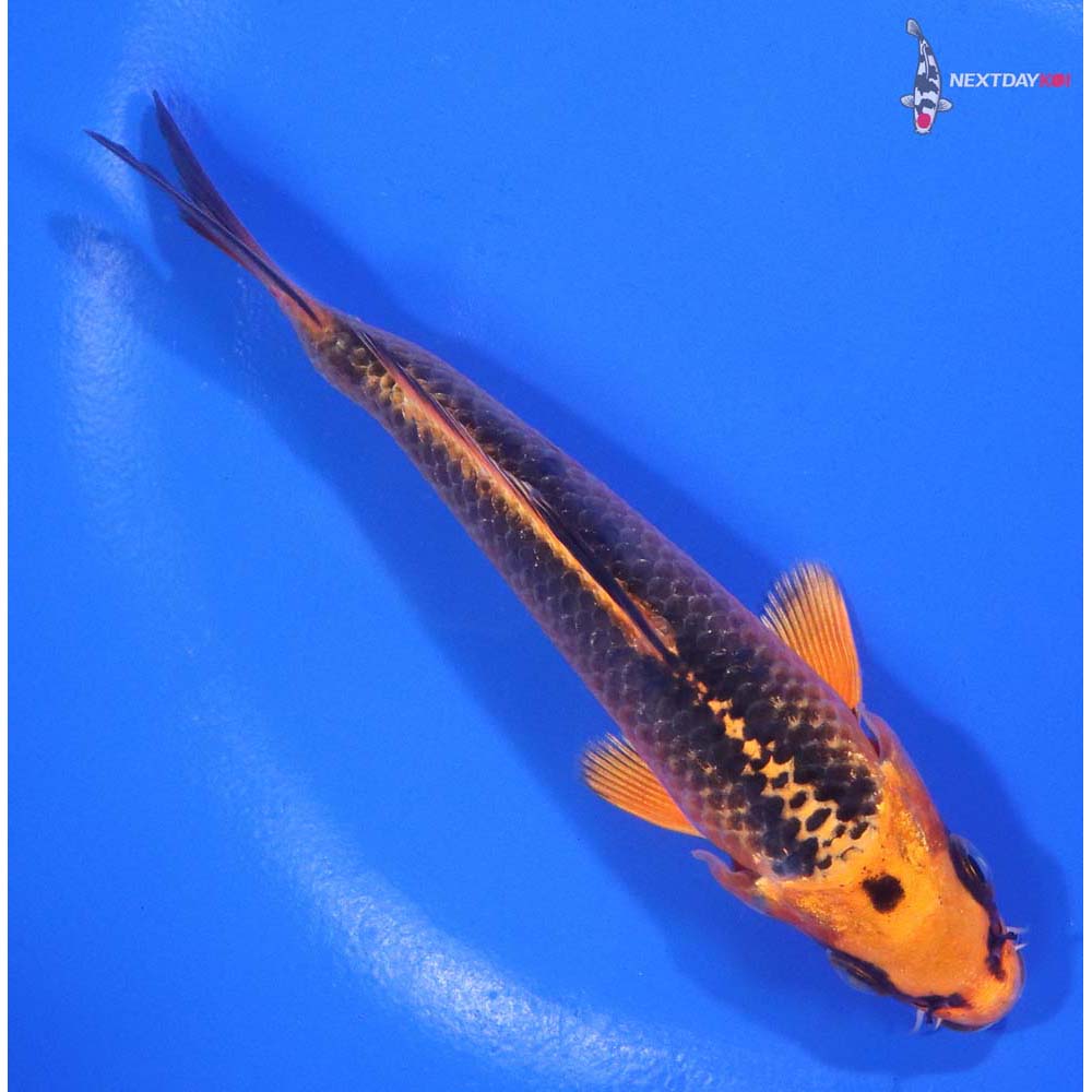 5” Imported Orenji Matsuba