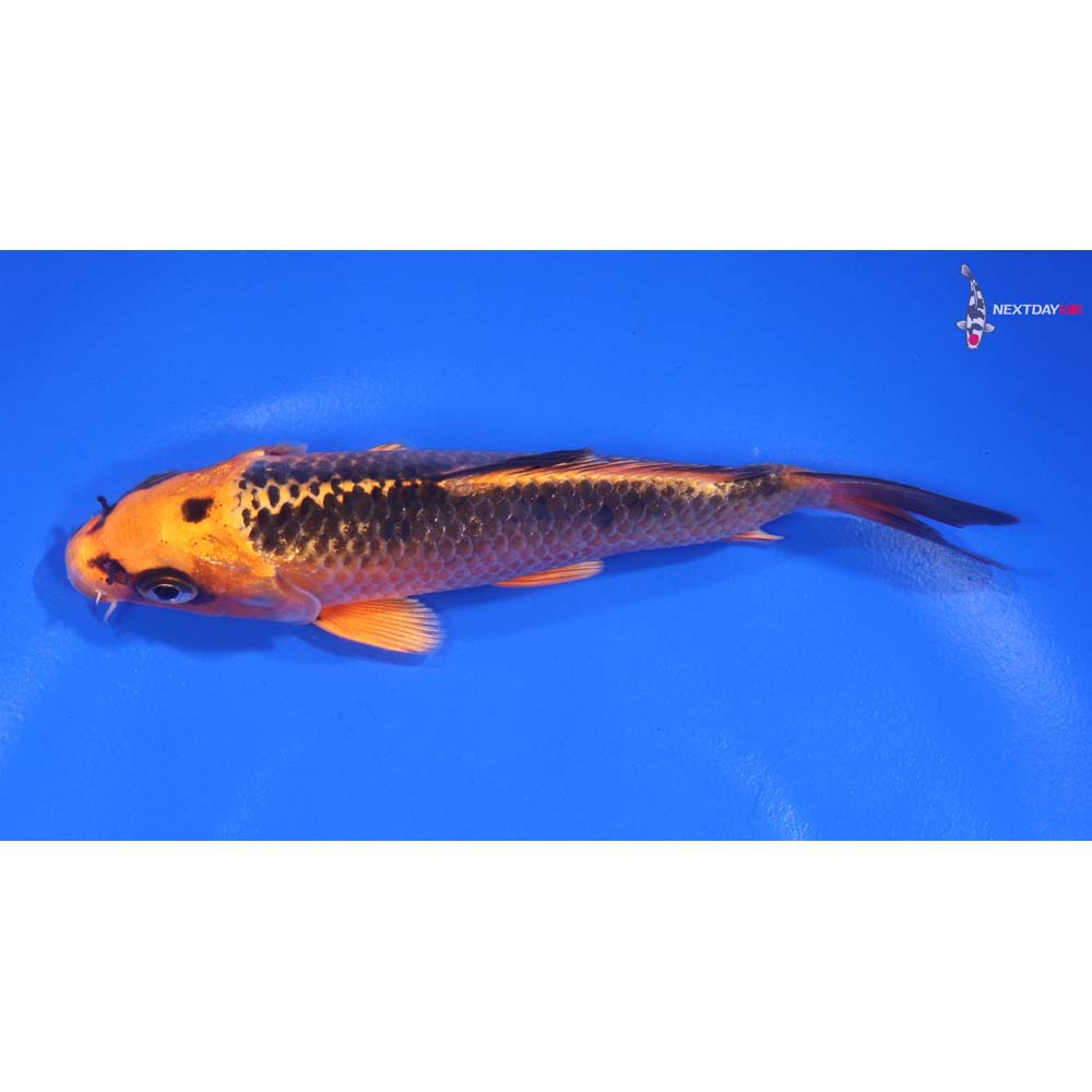 5” Imported Orenji Matsuba