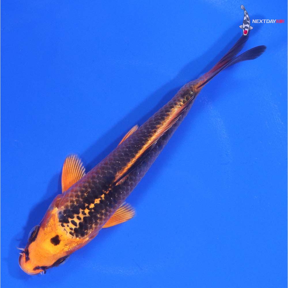 5” Imported Orenji Matsuba