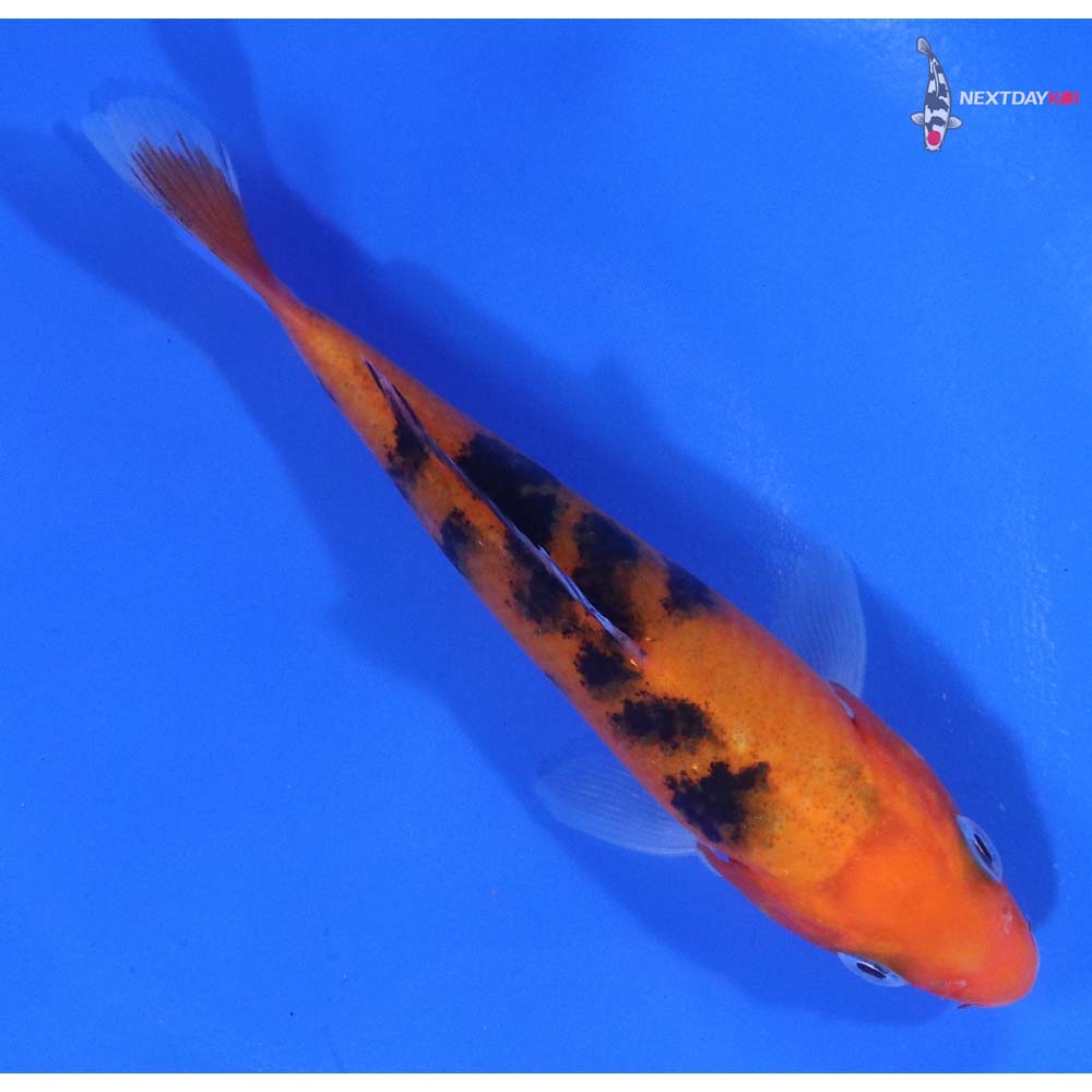 4.5” Imported Sanke