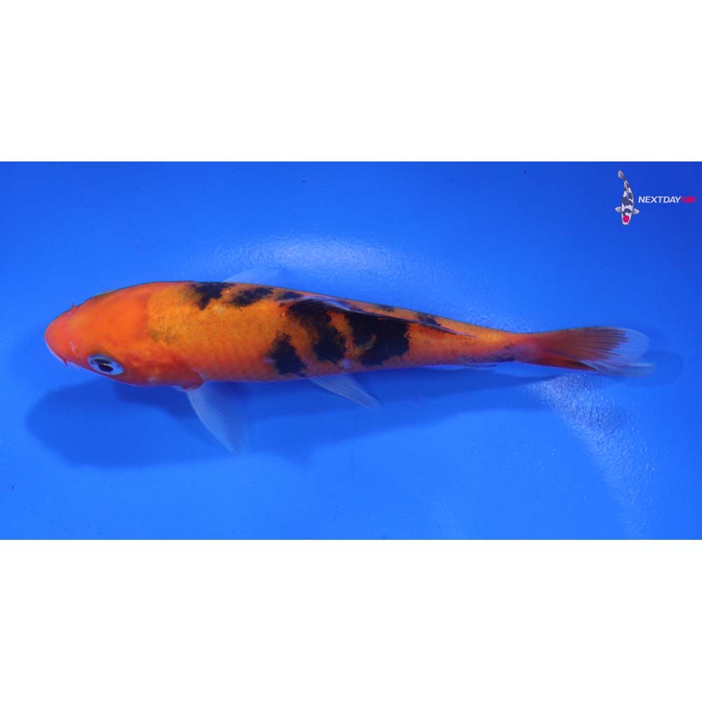 4.5” Imported Sanke