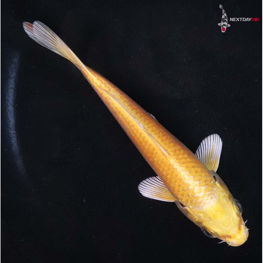 5” Imported Yamabuki Ogon