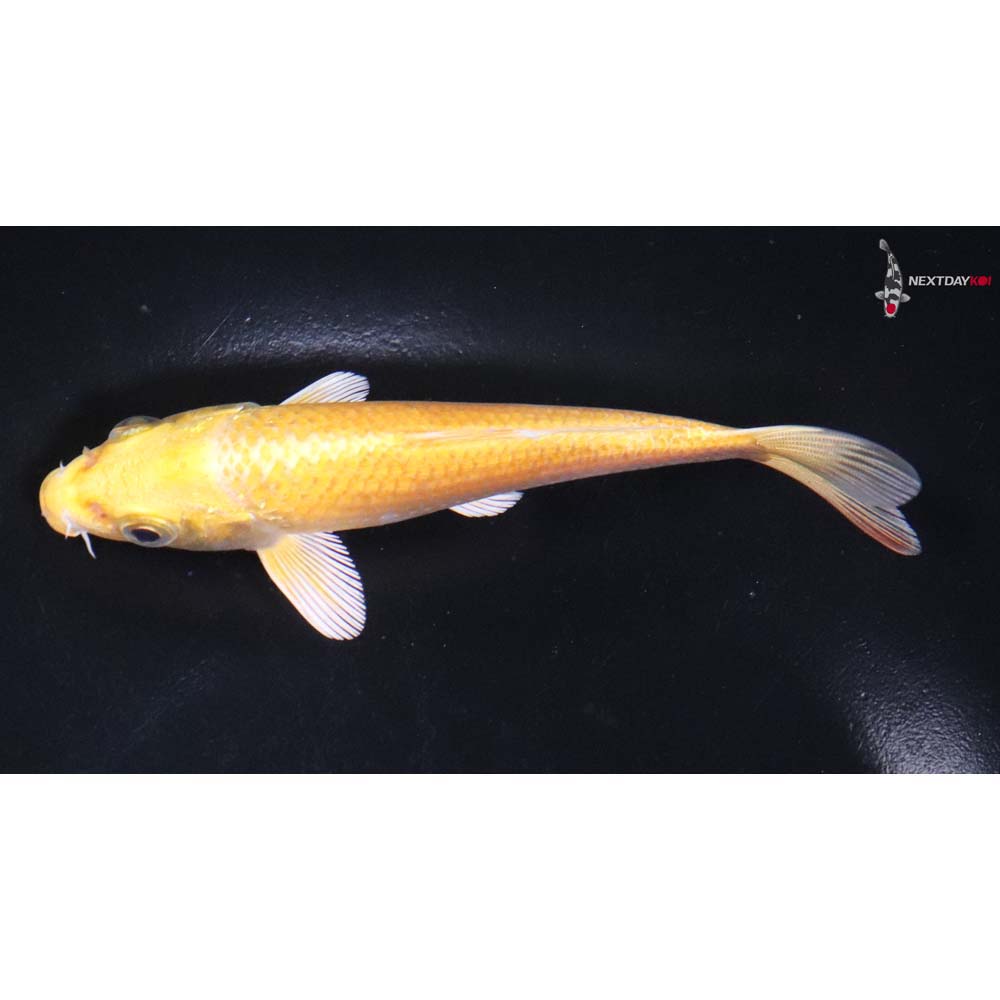 5” Imported Yamabuki Ogon