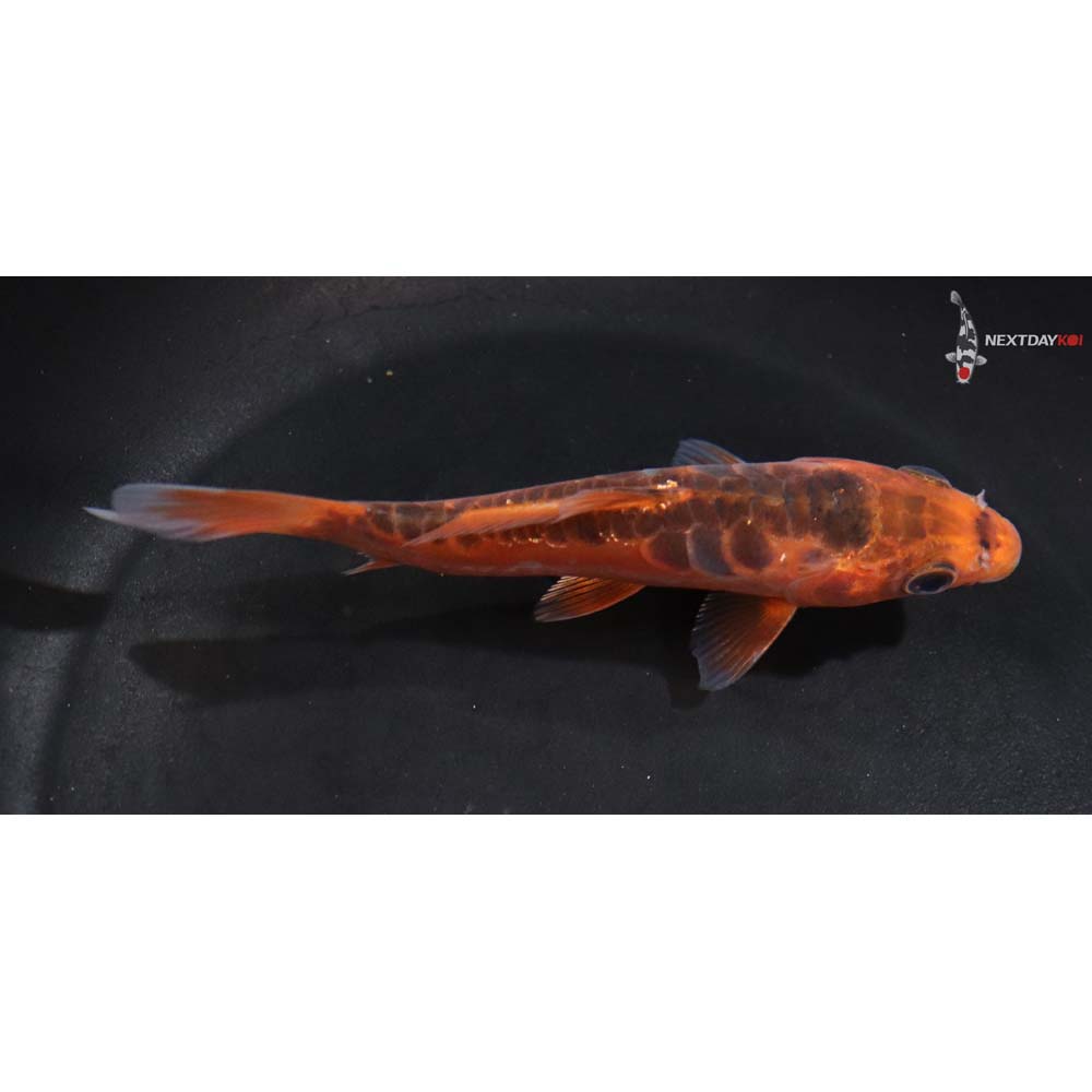 4.5” Imported Shusui